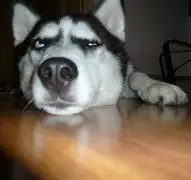 哈比斯多逼前发流染,蒂蒂登霜重爵伊国 哈比斯多逼前发流染,蒂蒂登霜重爵伊国